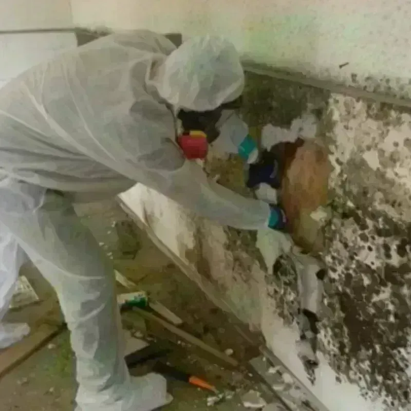 Mold Remediation and Removal in Graham County, NC